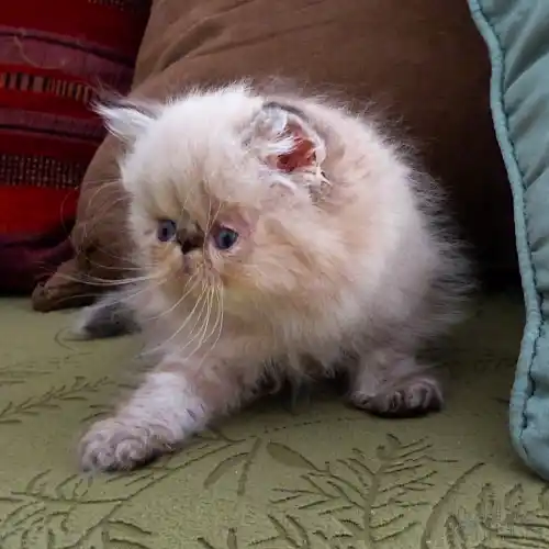 Chaton type persan coloupoint seal tabby point naissance 2026