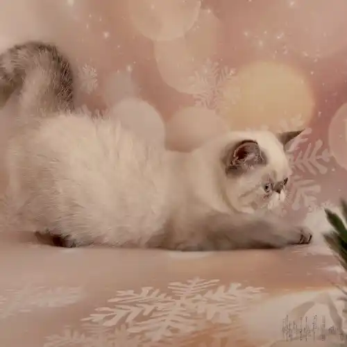 Femelle exotic-shorthair colourpoint seal tabby point, Bella Belina  Des Jardins Persans