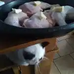 Oui mais voilà | Taz-Moove Des Jardins Persans, lorsqu’il était chaton, attendait tranquillement sous l’étagère vernie du banc de la cuisine, attiré par l’odeur du plat en inox prêt à être mis au four. Le plat était rempli de cuisses de poulet cru garnies de morceaux de beurre.