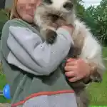 Comment tous à commencer | Met en scène mon magnifique chat Persan seal point colourpoint, confortablement installé dans les bras de mon enfant. Le chat présente des marques distinctives de couleur foncée sur le visage, les oreilles et la queue, qui contrastent avec son pelage blanc-beige. Ils se trouvent à l’extérieur, dans notre jardin, entourés par la verdure d’un jardin méticuleusement entretenu sous un ciel légèrement nuageux.
