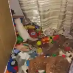 Oui mais voilà | Un de mes chatons colourpoint, vu de dos, joue et explore au milieu d’un cafarnaüm de jouets colorés éparpillés sur le sol par mes enfants. Des rideaux de couleur crème sont présents en arrière-plan.