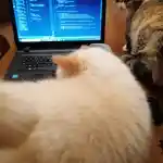 Oui mais voilà | Mon ordinateur est ouvert, affichant des lignes de code de programmation. J’essaie en vain de travailler, mais Manon et mon gros patapouf Ottawa ne l’entendent pas de cette oreille et font tout pour me déconcentrer. Ottawa se positionne devant l’ordinateur portable, vu légèrement de dessus et de dos, tandis que Manon, sur le côté, observe curieusement ce qui se passe.