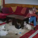 Comment tous à commencer | Dans l’atmosphère chaleureuse de notre salon, mes enfants s’amusent avec nos chats sur un grand tapis. L’un de mes enfants interagit avec les chats, dont l’un n’est pas un Persan, mais un chat commun de couleur noir et blanc. Divers jouets sont dispersés sur le tapis. Au centre de la pièce, deux tables basses en bois sont entourées d’un canapé garni de coussins. À côté du canapé, un panier rempli de jouets est visible. Les murs de la pièce sont revêtus de lambris en bois jusqu’à mi-hauteur et une fenêtre, ornée de rideaux, laisse entrer la lumière.
