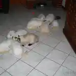 Comment tous à commencer | Mes chats Persans, regroupés en deux groupes, se régalant de nourriture autour des assiettes posées sur le sol carrelé. Ils se trouvent dans une pièce lumineuse, éclairée par une lumière naturelle.