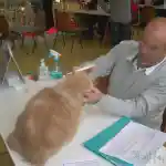 Oui mais voilà | Lors de l’exposition féline du Salon International du Chat au Pavillon BALTARD à Nogent-sur-Marne, un juge examine notre persan, Dandy Aya Sofia Of Des Jardins Persans, sur une table. Des bannières sont accrochées à la rambarde de l’étage où nous nous trouvons, visibles en arrière-plan.