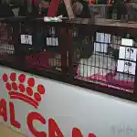 Oui mais voilà | Nos chats persans sont présentés dans de belles cages en bois vernis lors d’une exposition. Les cages sont numérotées et la scène est photographiée du côté des visiteurs lors d’une exposition féline.
